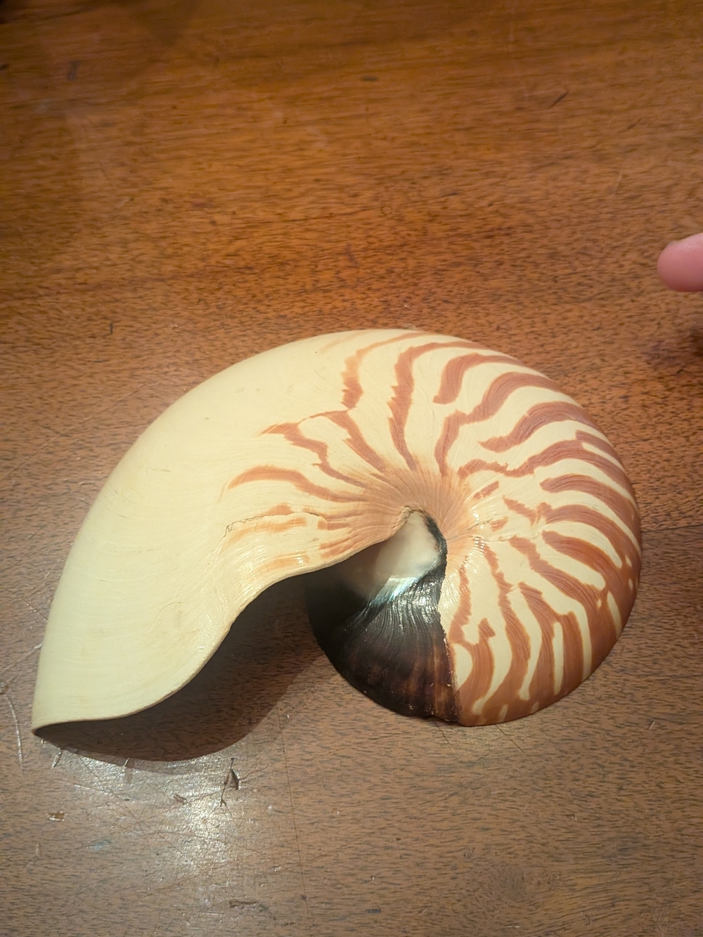 Natural Nautilus Seashell Nautilus Pompilius